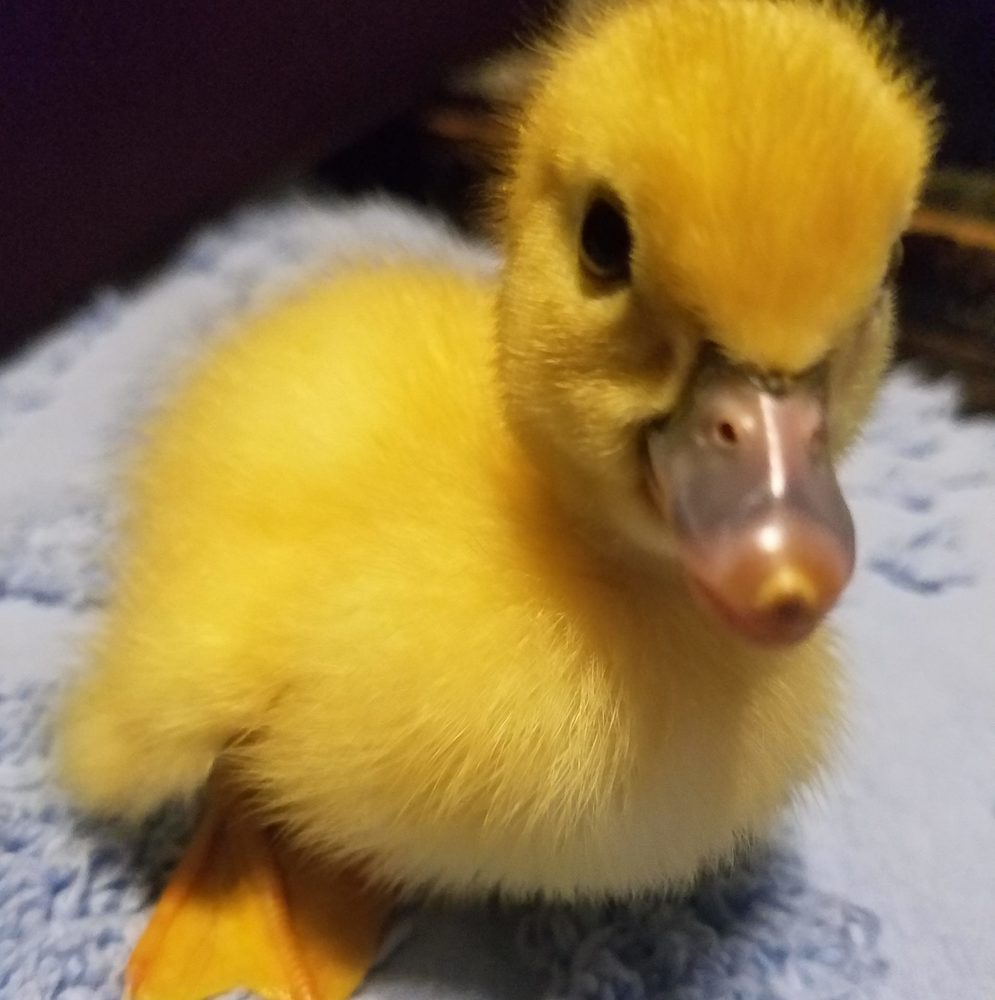 Meet your Posher, Marisol